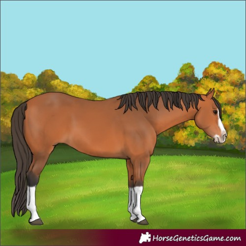 Horse Color:Bay Splash Frame 
