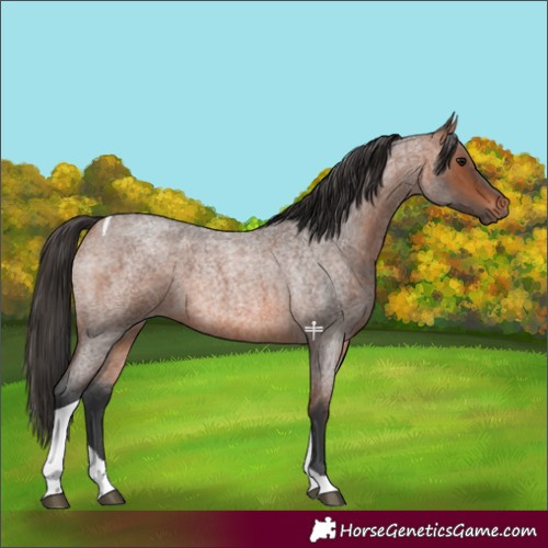 Horse Color:Bay Roan Tobiano 
