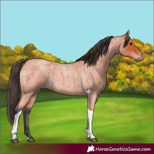 Horse Color:Bay Roan Tobiano 