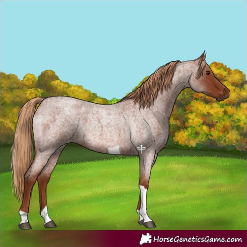Horse Color:Red Roan Tobiano 