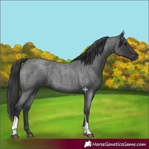Horse Color:Blue Roan Tobiano 