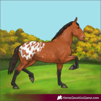 Horse Color:Bay Appaloosa 