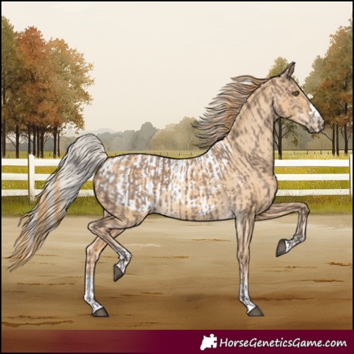 Horse Color:Silver Grullo and Red Dun Appaloosa