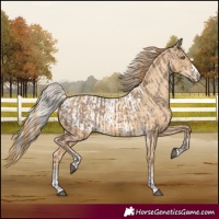 Horse Color:Silver Grullo and Red Dun Appaloosa