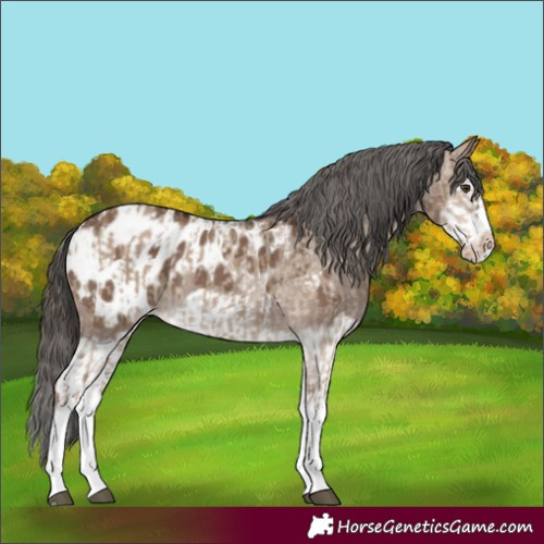 Horse Color:Liver Red Dun Splash Appaloosa and Liver Red Dun Splash Frame Appaloosa