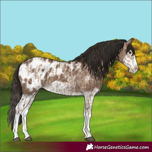 Horse Color:Liver Red Dun Splash Appaloosa  and Liver Red Dun Splash Frame Appaloosa 