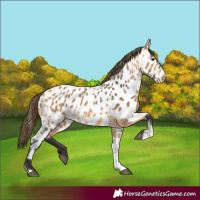 Horse Color:Buckskin Tobiano Near Leopard 