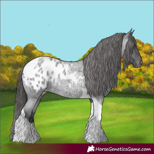 Horse Color:Blue Roan Tobiano Appaloosa 
