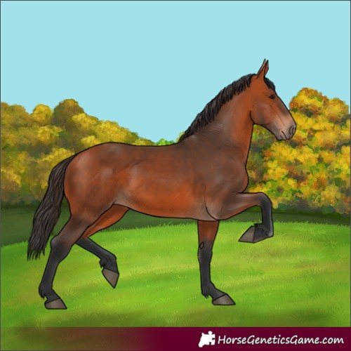 Horse Color:Bay 