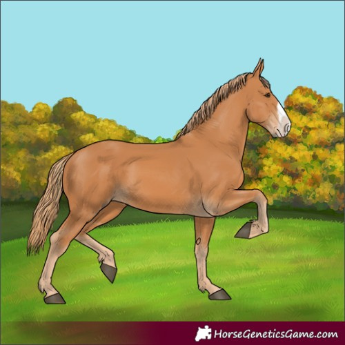 Horse Color:Chestnut Frame