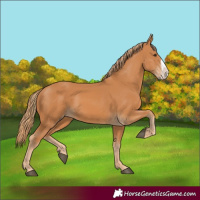 Horse Color:Chestnut Frame 