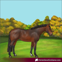 Horse Color:Bay 