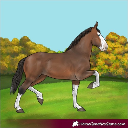 Horse Color:Bay Splash 