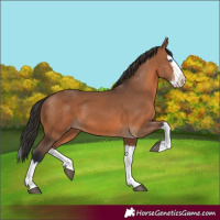 Horse Color:Bay Splash 