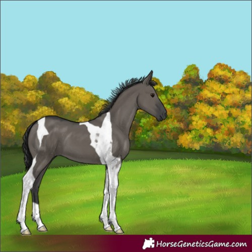 Horse Color:Grullo Tobiano
