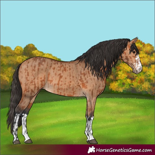Horse Color:Unknown 