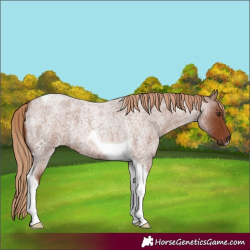 Horse Color:Red Roan Tobiano 
