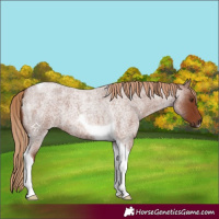 Horse Color:Red Roan Tobiano 