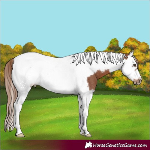 Horse Color:Chestnut Splash Tobiano Frame Rabicano 