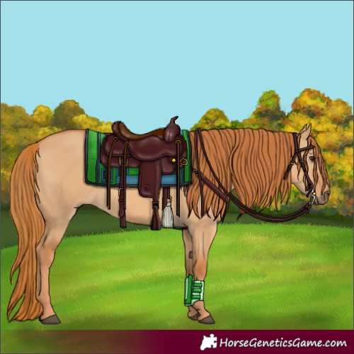 Horse Color:Red Dun 