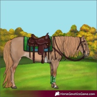 Horse Color:Red Dun 