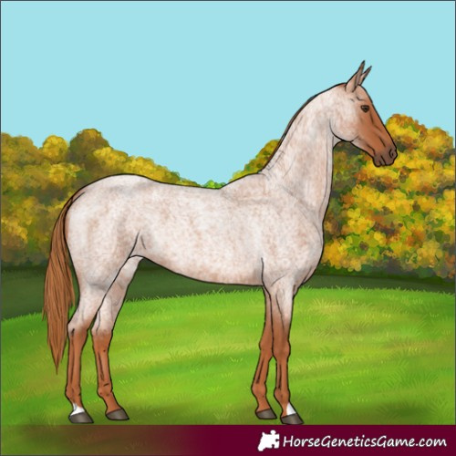 Horse Color:Red Roan 