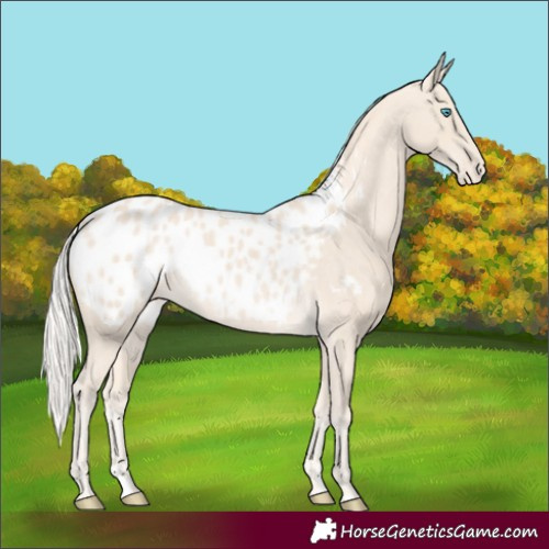 Horse Color:Cremello Appaloosa 