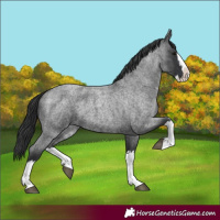 Horse Color:Blue Roan Splash 