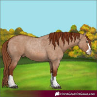 Horse Color:Red Dun