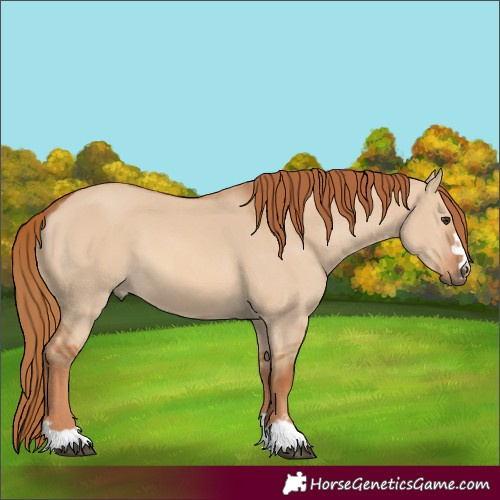 Horse Color:Red Dun 