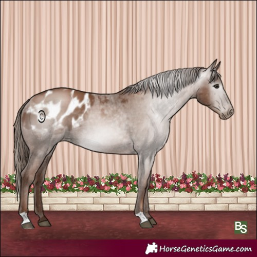 Horse Color:Gray Black Pearl Appaloosa Rabicano 