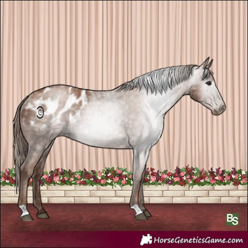 Horse Color:Gray Black Pearl Blanket Rabicano 