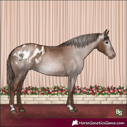 Horse Color:Gray Black Pearl Appaloosa Rabicano 