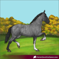 Horse Color:Blue Roan Sabino 