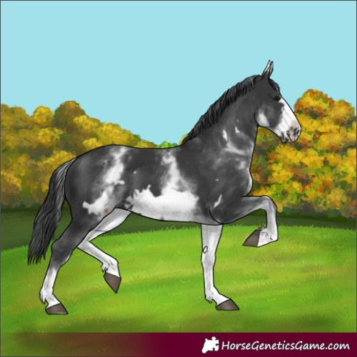 Horse Color:White Spotted Black Frame