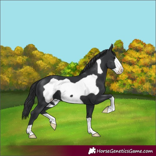 Horse Color:Black Frame 