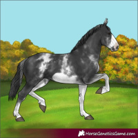 Horse Color:White Spotted Black Frame 