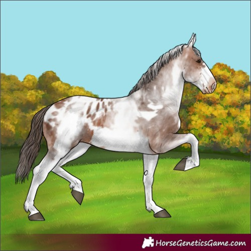 Horse Color:White Spotted Bay Frame Appaloosa 