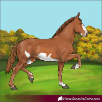 Horse Color:Chestnut Frame