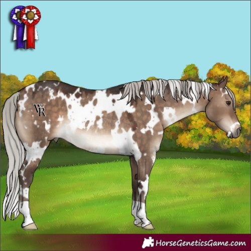 Horse Color:White Spotted Silver Brown Dun Rabicano 