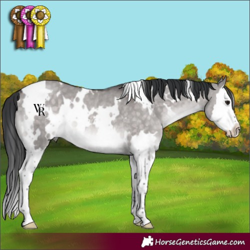 Horse Color:Platinum White Spotted Brown Dun Splash Rabicano 