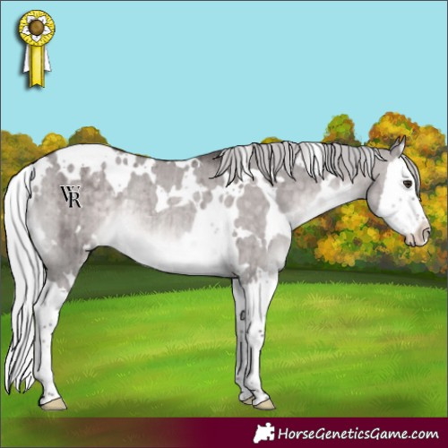 Horse Color:Platinum White Spotted Silver Brown Dun Splash Rabicano Brindle 