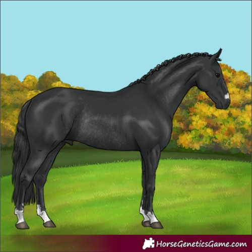 Horse Color:Black Rabicano 