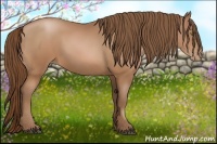 Horse Color:Bay Pearl 