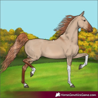Horse Color:Red Dun Tobiano Rabicano