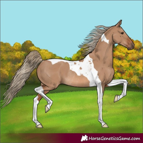 Horse Color:Red Dun Tobiano Rabicano 
