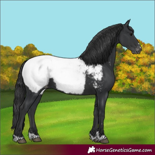 Horse Color:Unknown 