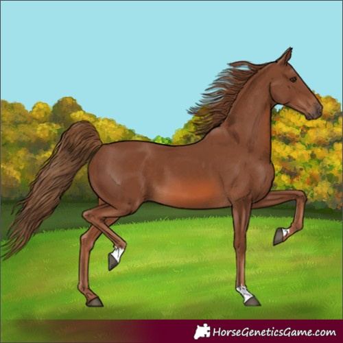 Horse Color:Chestnut 