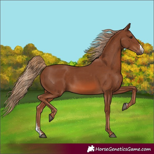 Horse Color:Chestnut Sabino 