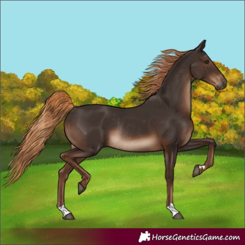 Horse Color:Liver Chestnut Rabicano 